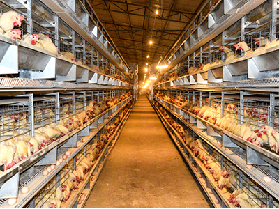 養雞場